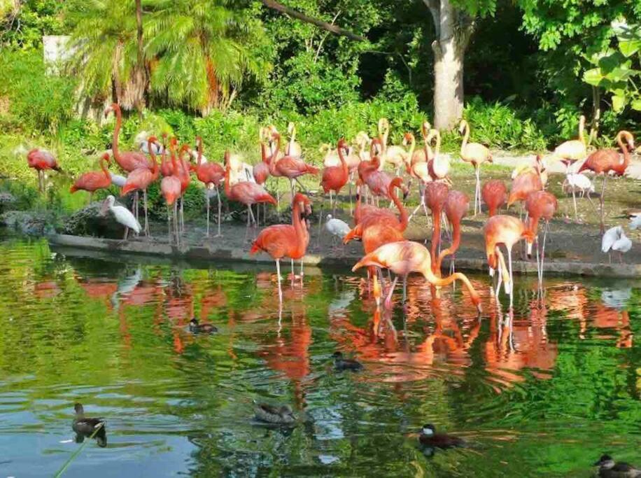 Вилла Amazing & Cozy Duplex Near Zoo Miami ! Экстерьер фото